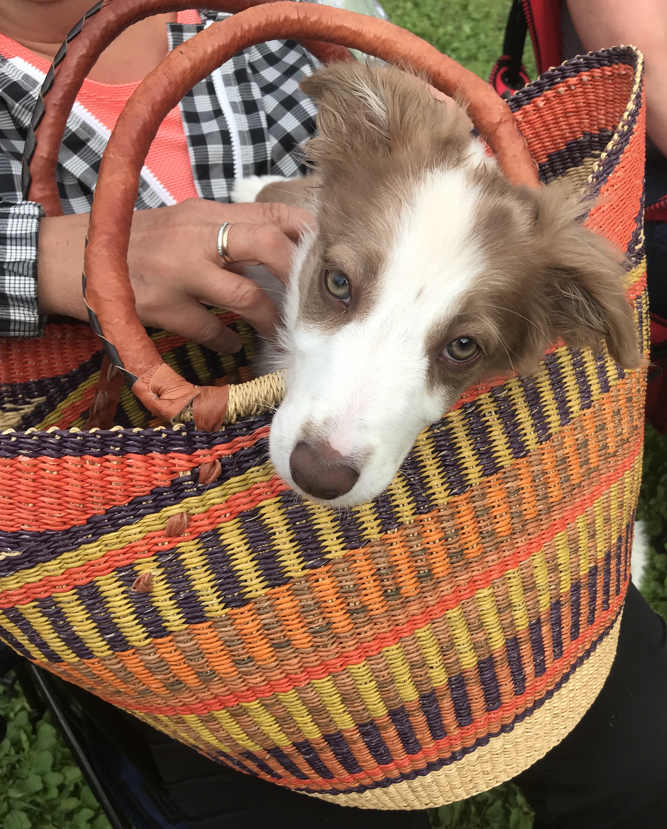 Loopy Training Part 1 – Agility con Brio