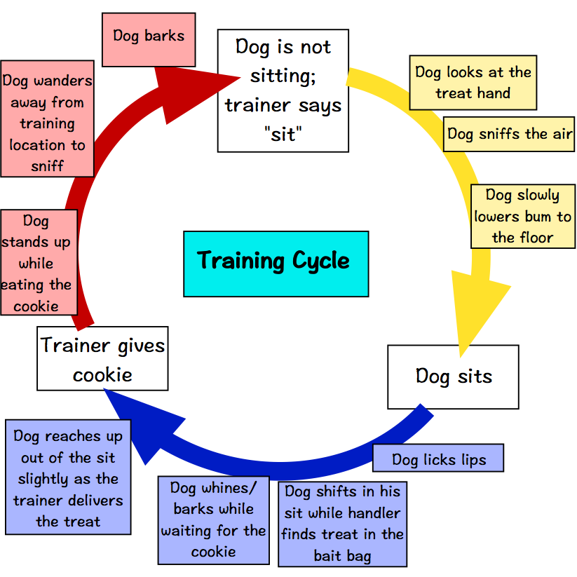 Loopy Training Part 1 – Agility con Brio