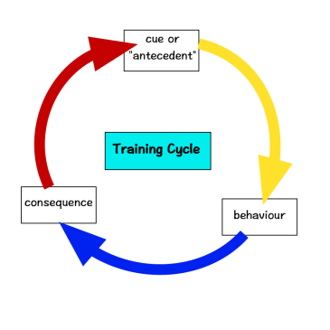 Loopy Training Graphic-1b